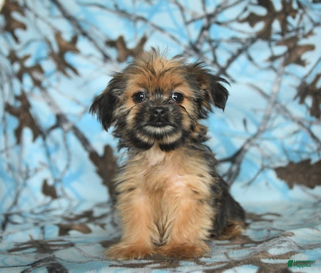 Shorkie dogs for sale: Huck - Image 12
