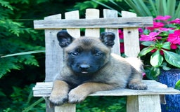 Belgian Malinois dogs for sale: Belgian Malinois 9 puppies - Image 5