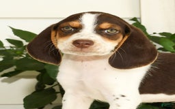 Beagle dogs for sale: Perry - Image 1