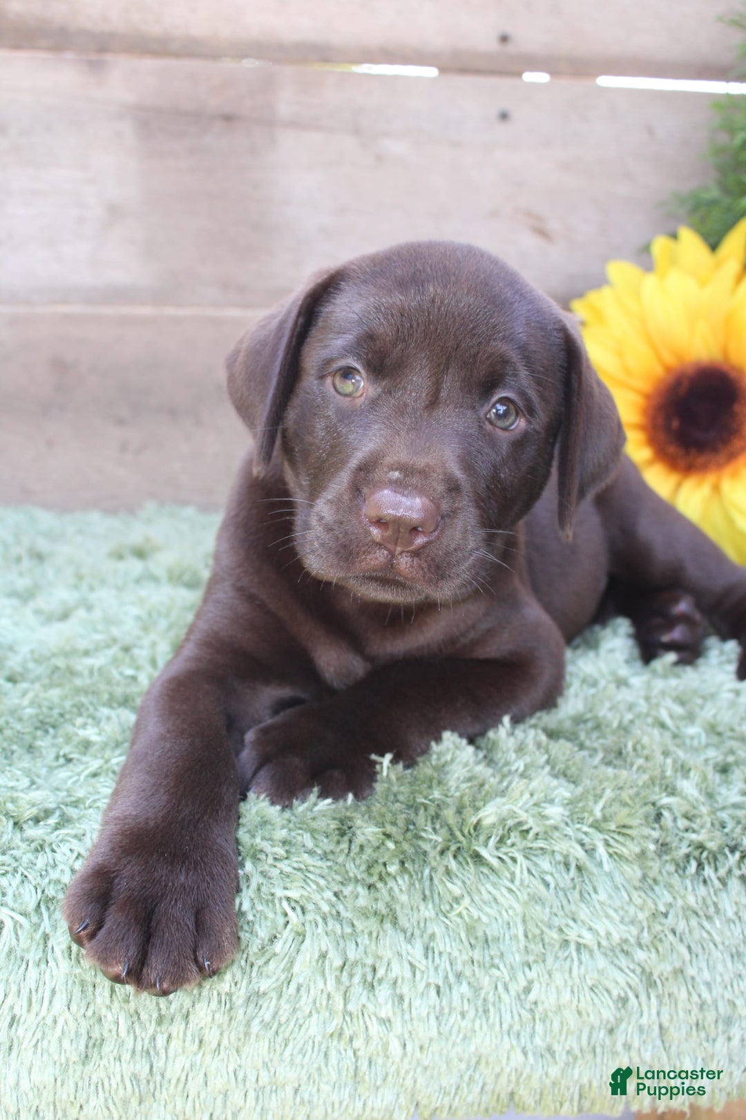 Labrador Retriever dogs for sale: Brownie - Image 7