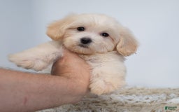 Maltipoo dogs for sale: Myla - Image 1