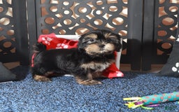 Shorkie dogs for sale: Gypsy - Image 4