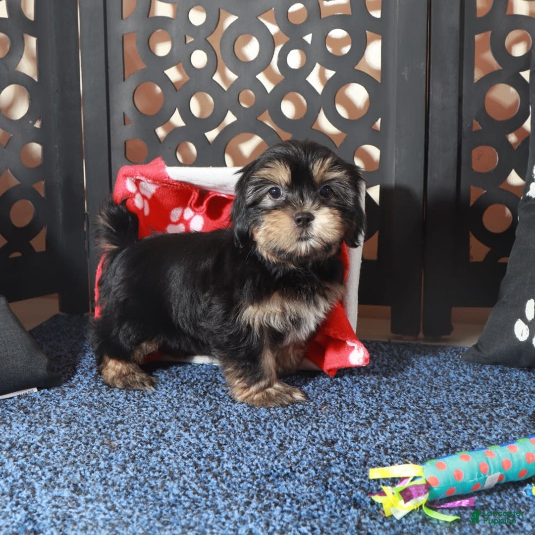Shorkie dogs for sale: Gypsy - Image 4