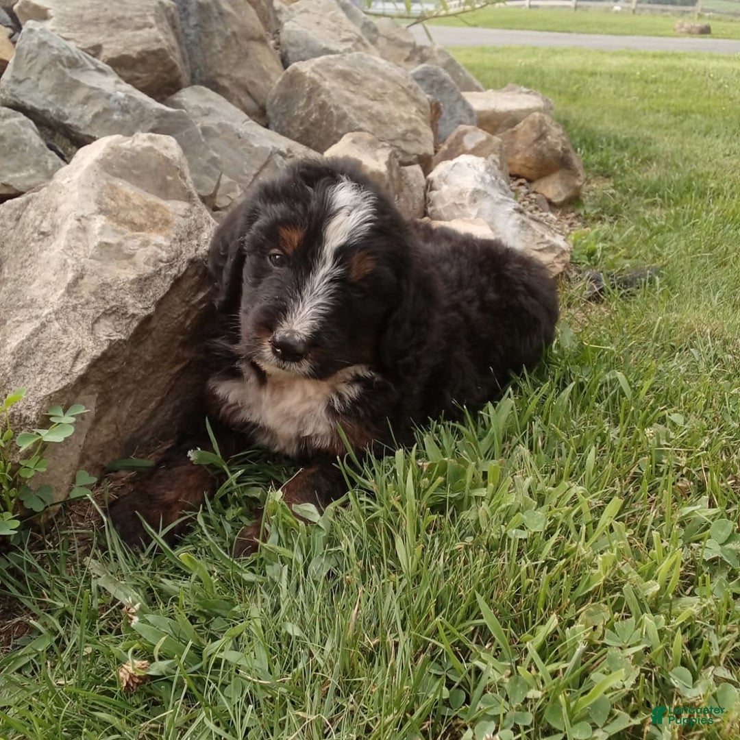 Bernedoodle dogs for sale: Archer - Image 10