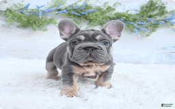 French Bulldog dogs for sale: Riot - Image 4