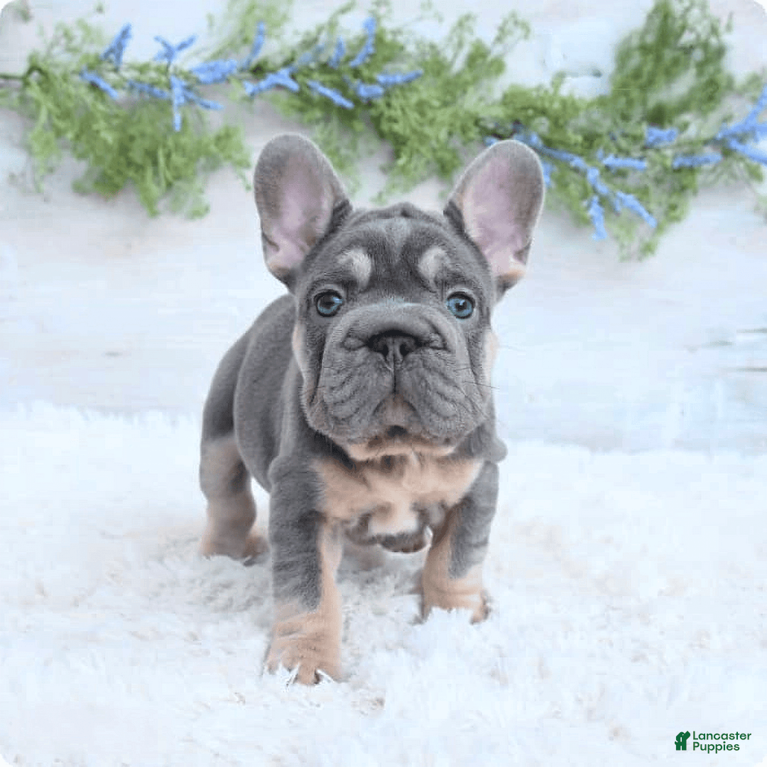 French Bulldog dogs for sale: Riot - Image 4