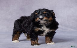 Mini Bernedoodle dogs for sale: Jade - Image 4