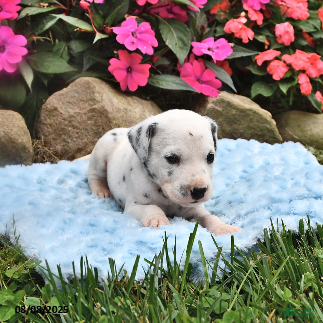 Dalmatian dogs for sale: Lawson - Image 3