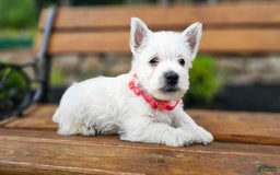 West Highland Terrier dogs for sale: Princess  Akc - Image 2