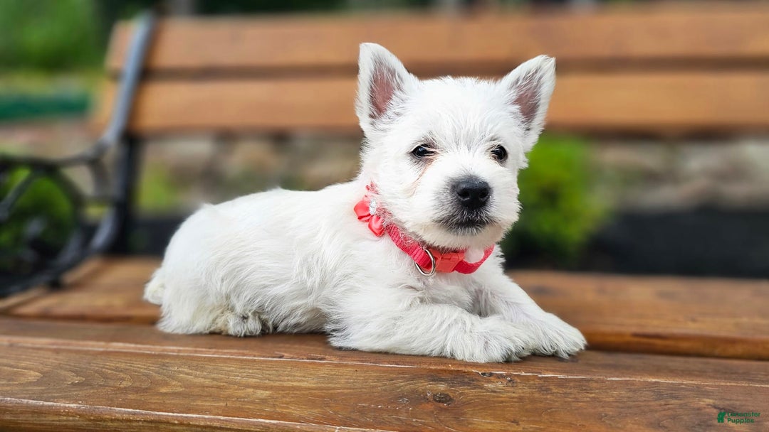 West Highland Terrier dogs for sale: Princess  Akc - Image 2