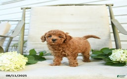 Mini Goldendoodle dogs for sale: Jenna - Image 3