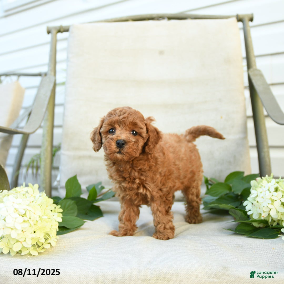 Mini Goldendoodle dogs for sale: Jenna - Image 3