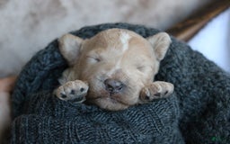 Cavapoo dogs for sale: Biscotti - Image 2