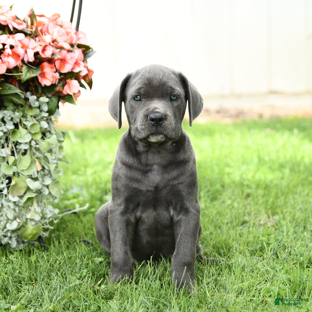 Cane Corso dogs for sale: Bronco - Image 2
