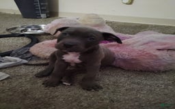 American Pit Bull Terrier dogs for sale: Baby Boy - Image 2