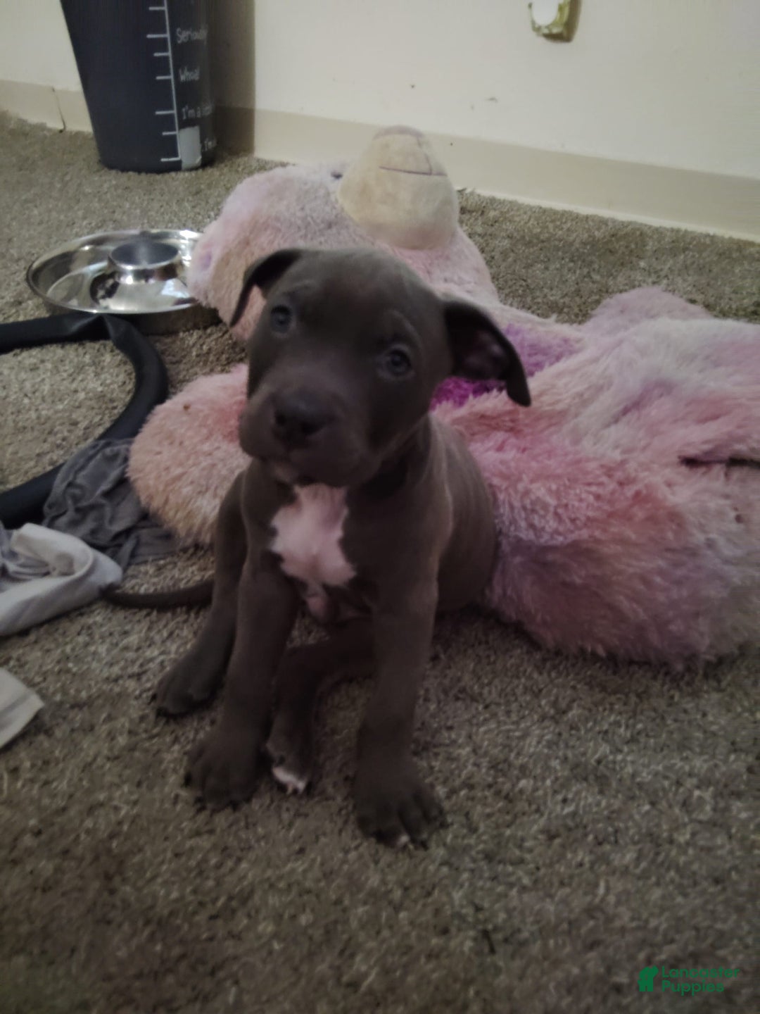 American Pit Bull Terrier dogs for sale: Baby Boy - Image 2