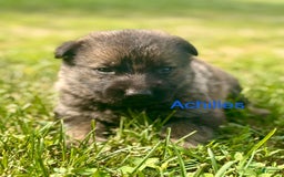 German Shepherd dogs for sale: Achilles - Image 1