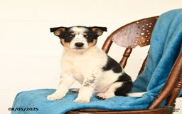 Australian Cattle Dog dogs for sale: Crew - Image 2