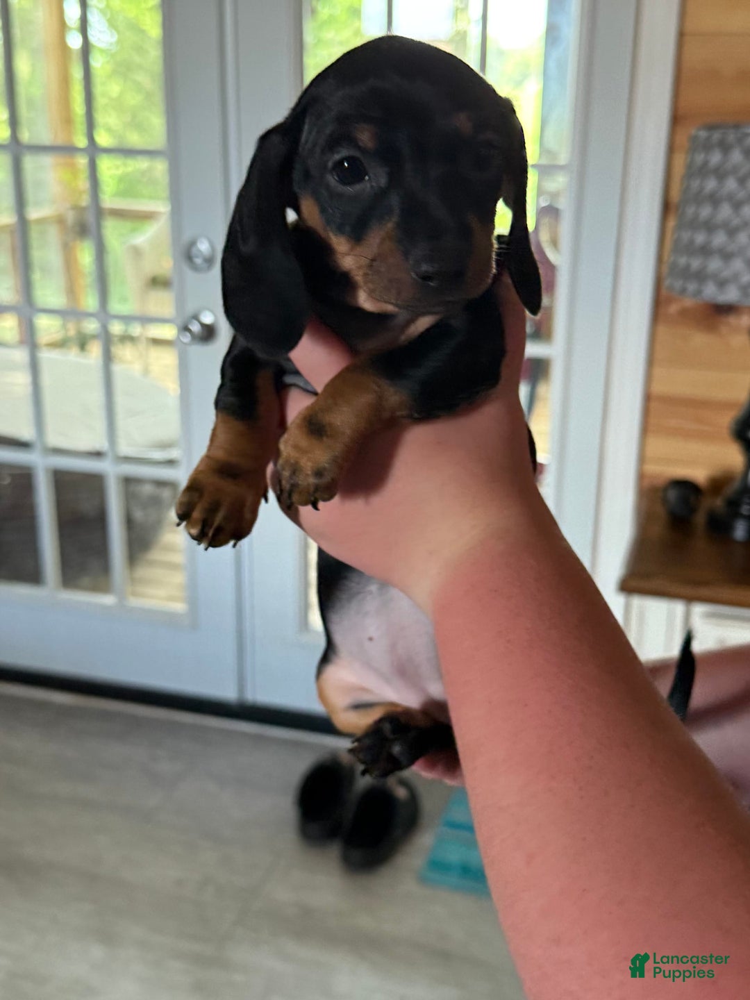 Miniature Dachshund dogs for sale: Lucy - Image 2