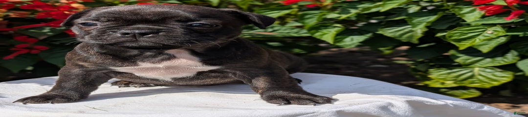 Nala