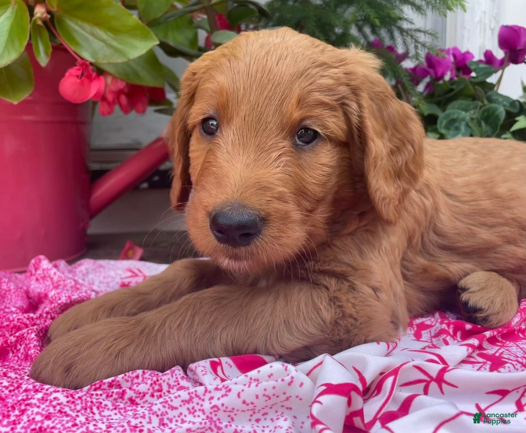 Goldendoodle dogs for sale: Andy - Image 3