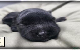 Miniature Schnauzer dogs for sale: Walter - Image 6