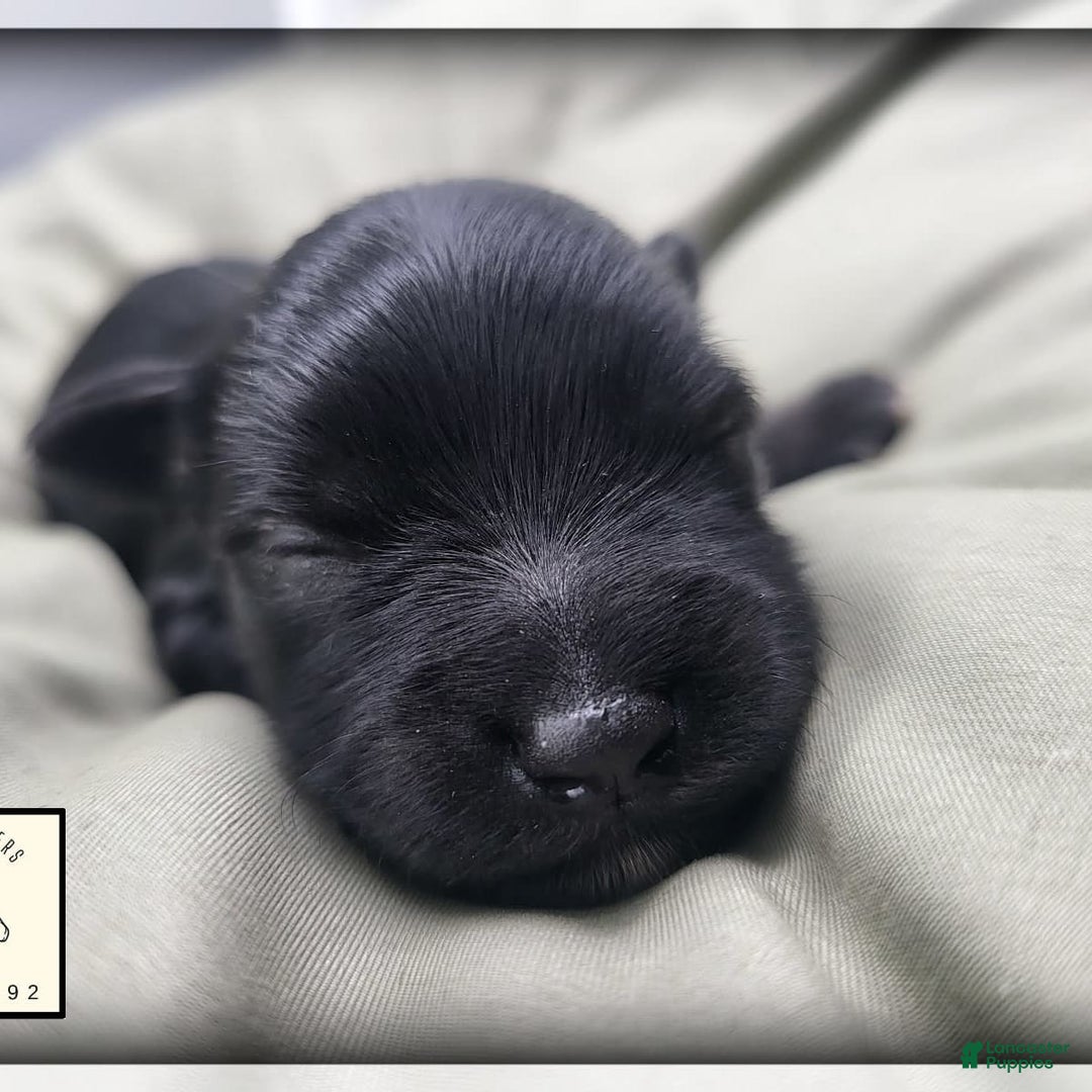 Miniature Schnauzer dogs for sale: Walter - Image 6