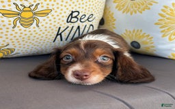Miniature Dachshund dogs for sale: Reid - Image 6