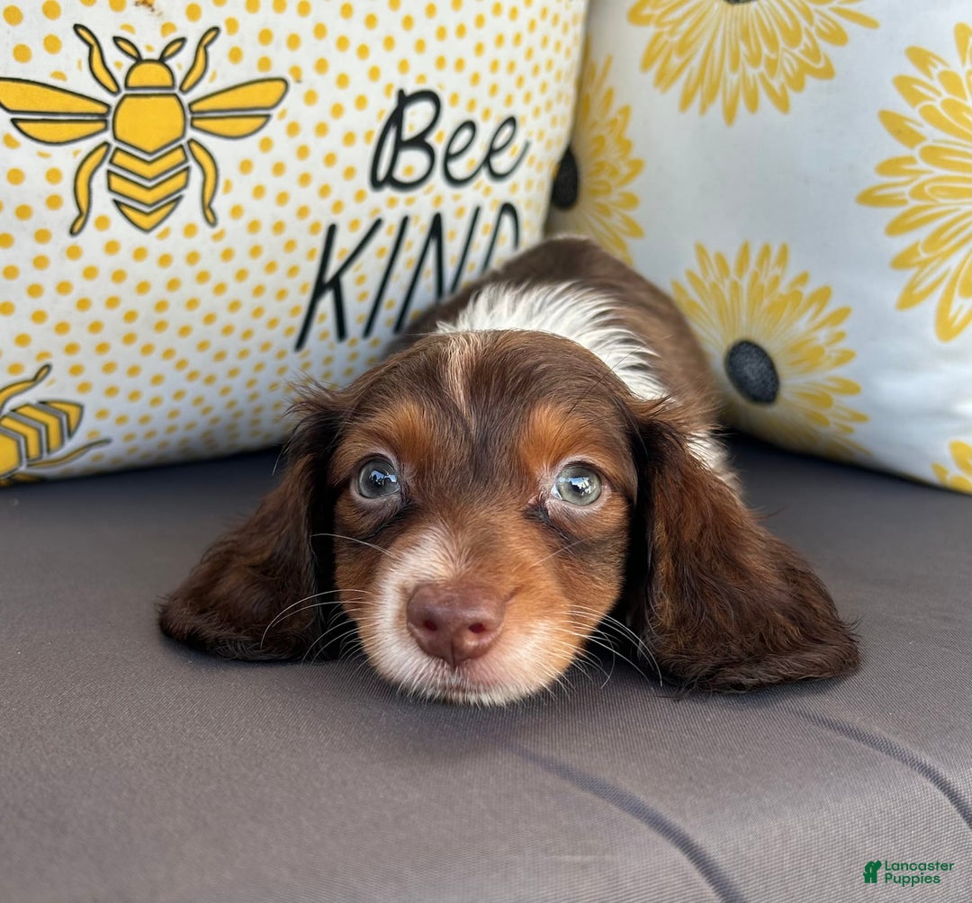 Miniature Dachshund dogs for sale: Reid - Image 6