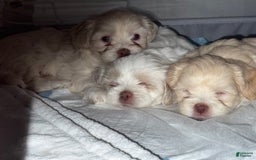Shihpoo dogs for sale: Rover - Image 3