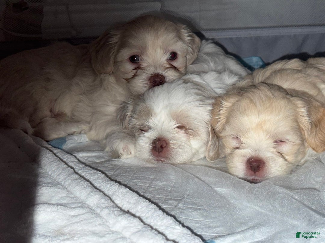 Shihpoo dogs for sale: Rover - Image 3