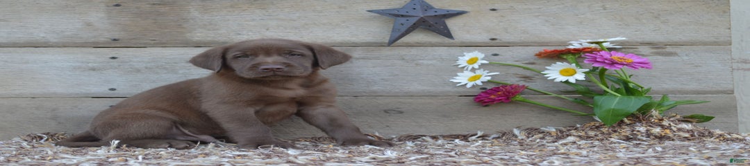 Benjie