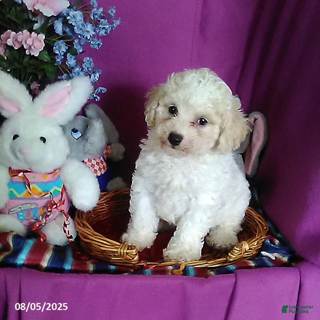 Toy Poodle dogs for sale: Carrie - Image 1