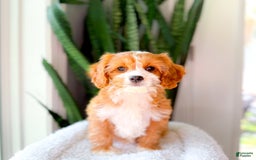 Cavapoo dogs for sale: Yara - Image 6