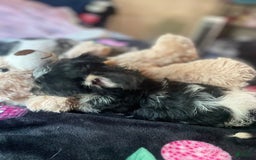 Chihuahua dogs for sale: April - Image 1