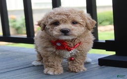 Bichpoo dogs for sale: Archie - Image 6