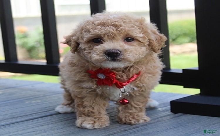 Bichpoo dogs - Advert 7