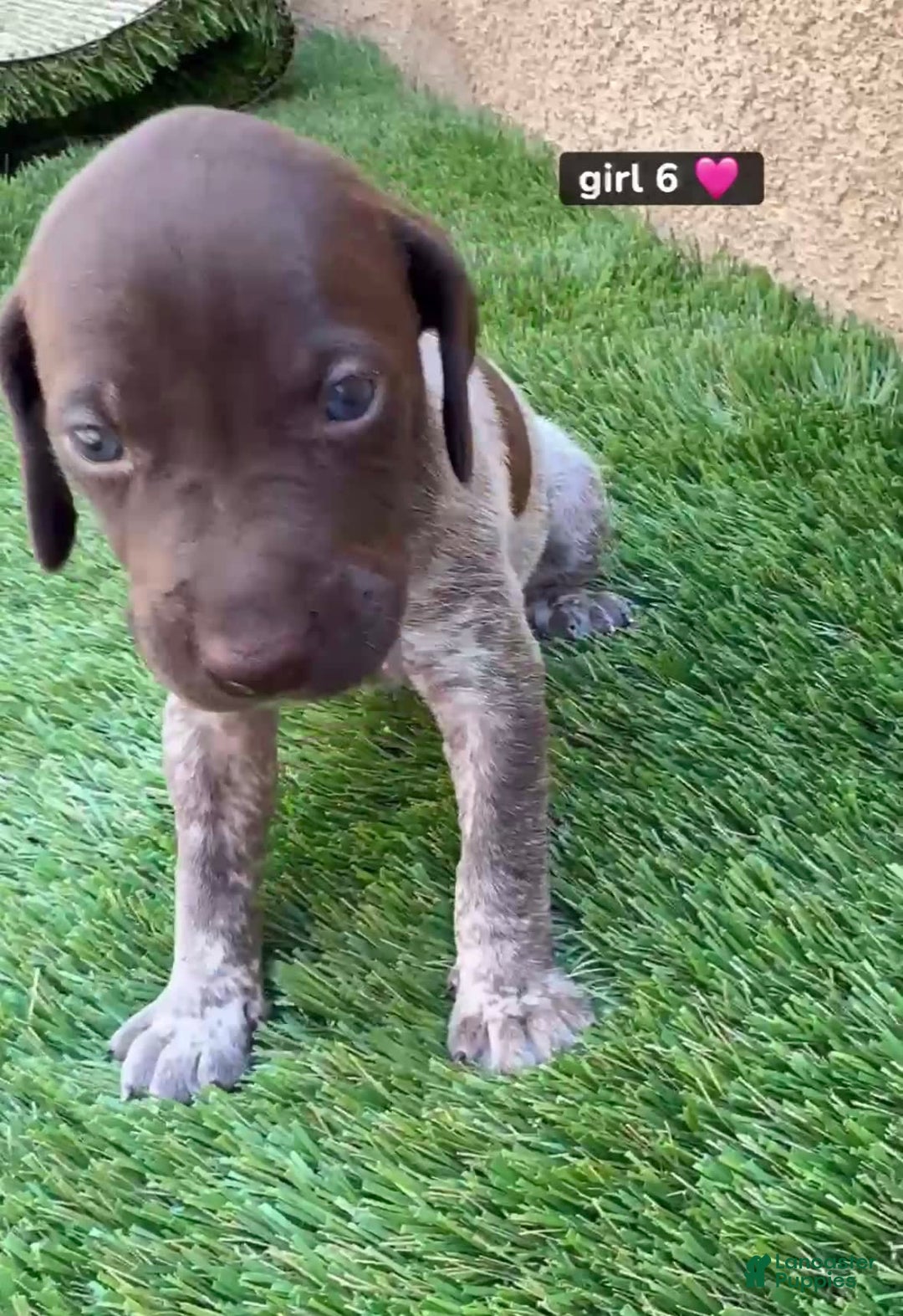 German Shorthaired Pointer dogs for sale: Girl 6 - Image 1