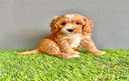 Cavapoo dogs for sale: Toby - Image 2