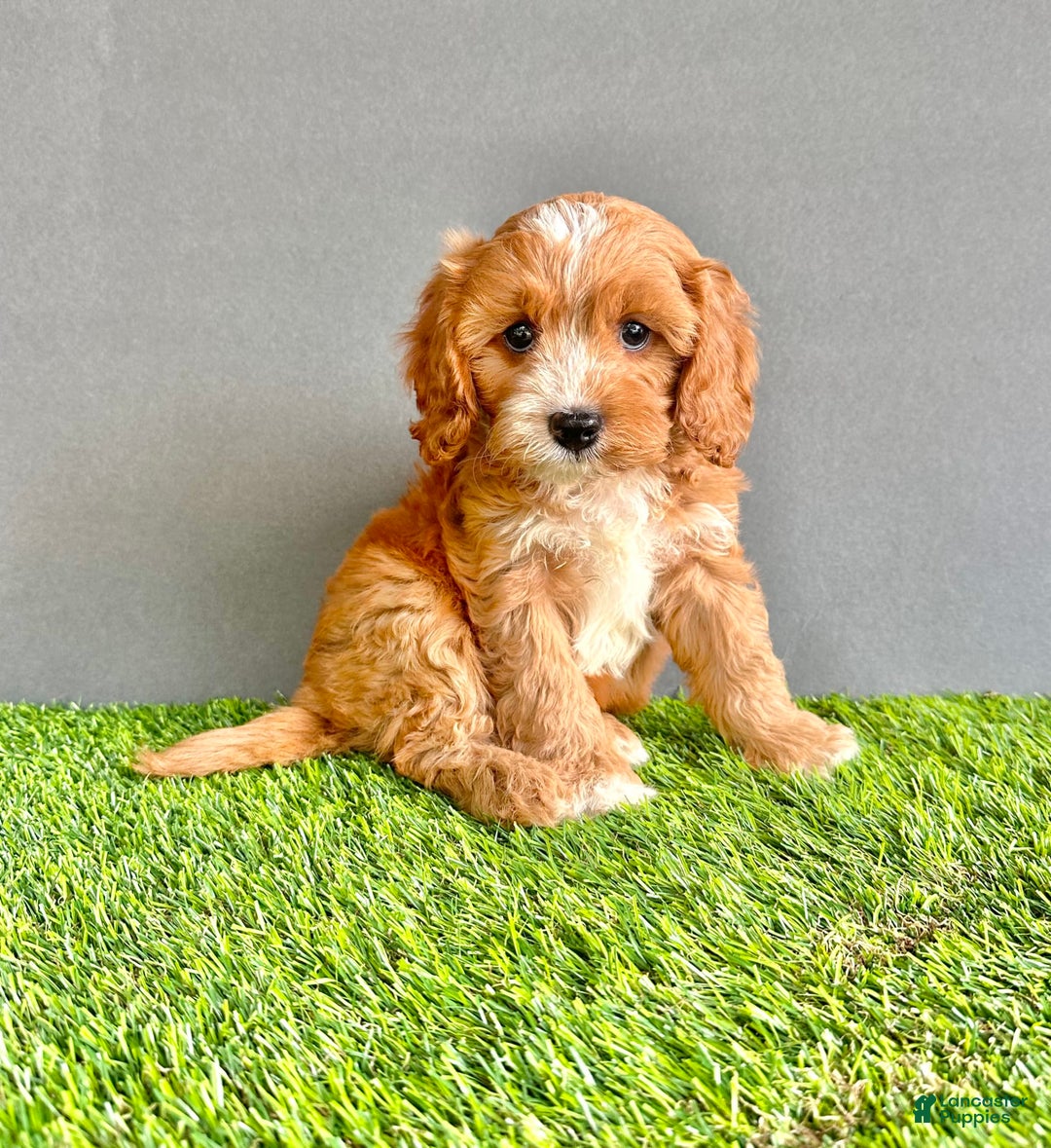 Cavapoo dogs for sale: Toby - Image 2