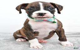 Boxer dogs for sale: Ranger - Image 1