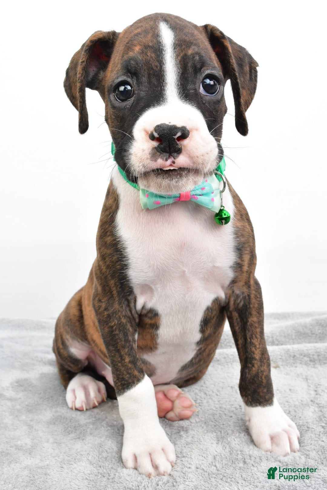 Boxer dogs for sale: Ranger - Image 1