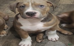 American Bully dogs for sale: Socks - Image 119