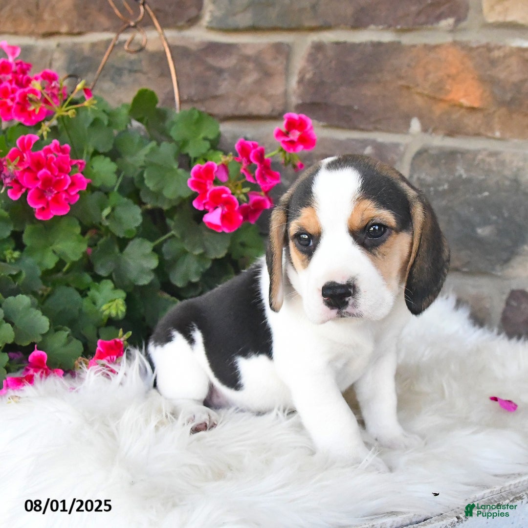 Beagle dogs for sale: Tom - Image 2