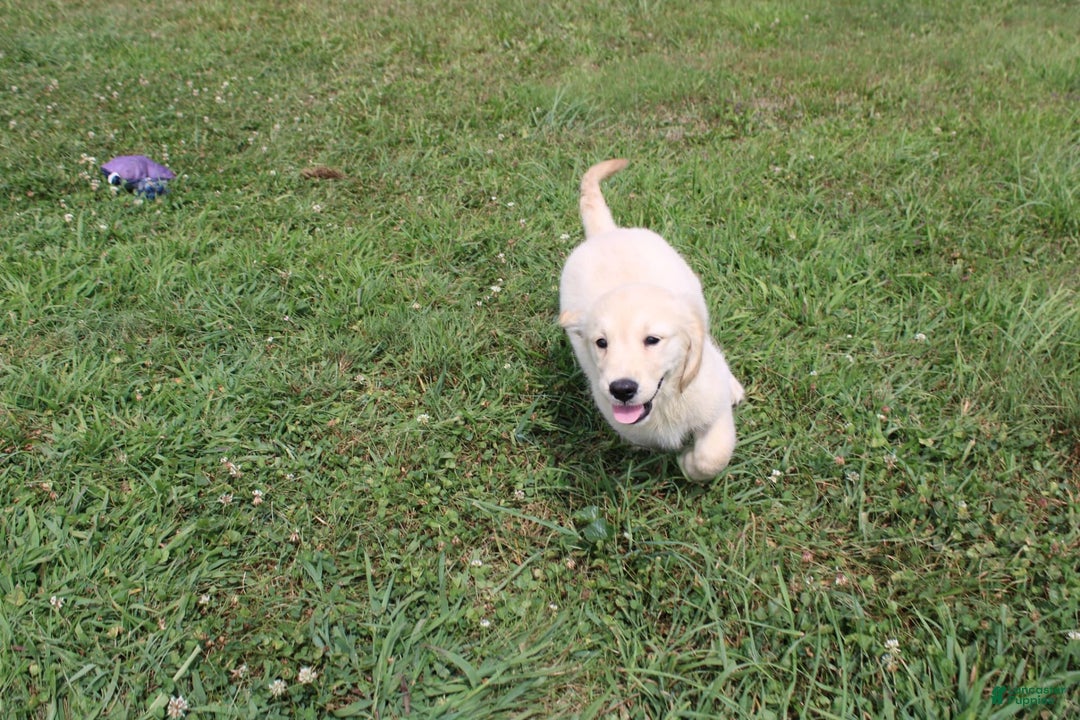 Golden Retriever dogs for sale: Costa - Image 9