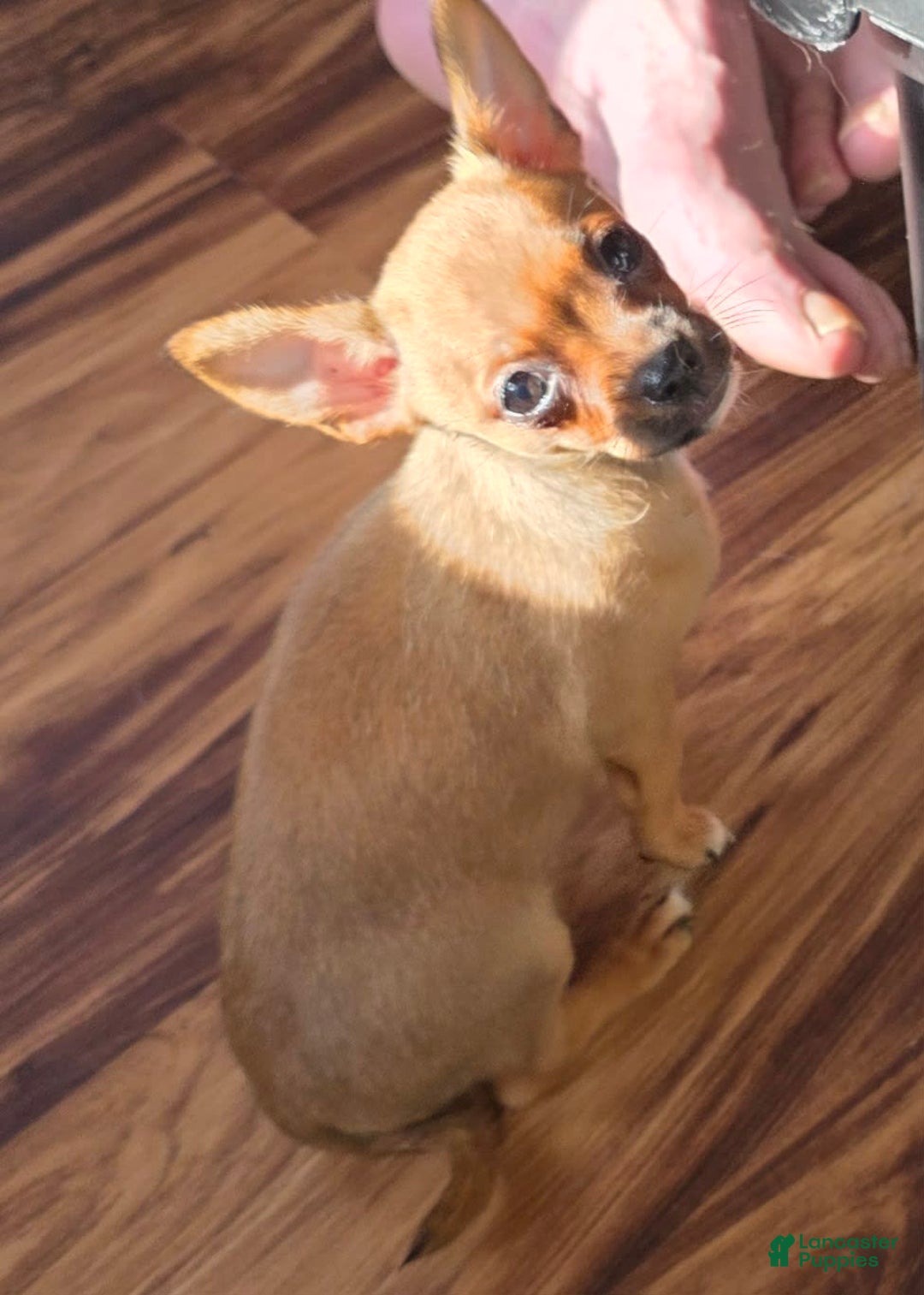 Chihuahua dogs for sale: Ruby - Image 1