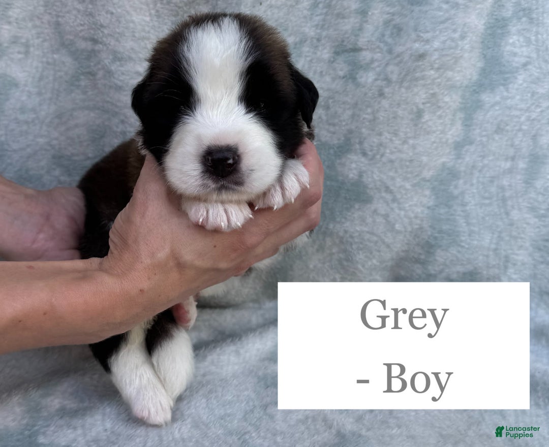 Saint Bernard dogs for sale: 14 Saints Available - Image 35