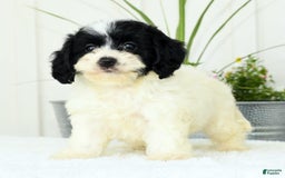 Cavapoo dogs for sale: Gloria - Image 7