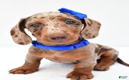 Miniature Dachshund dogs for sale: Griffin - Image 6