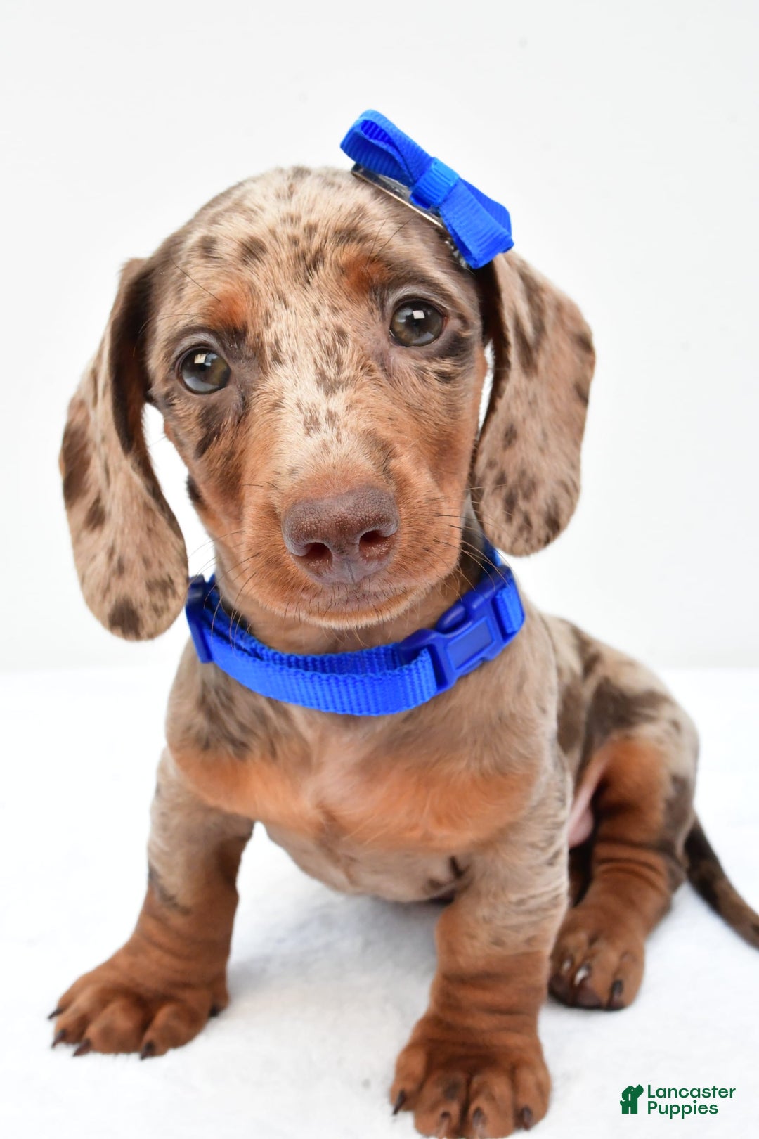 Miniature Dachshund dogs for sale: Griffin - Image 6
